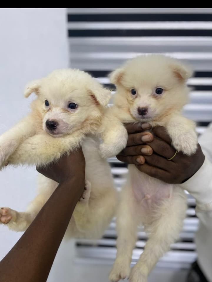 American Eskimo