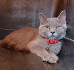 British short hair