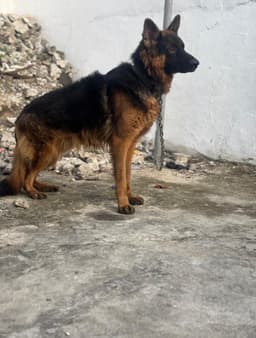 German shepherd