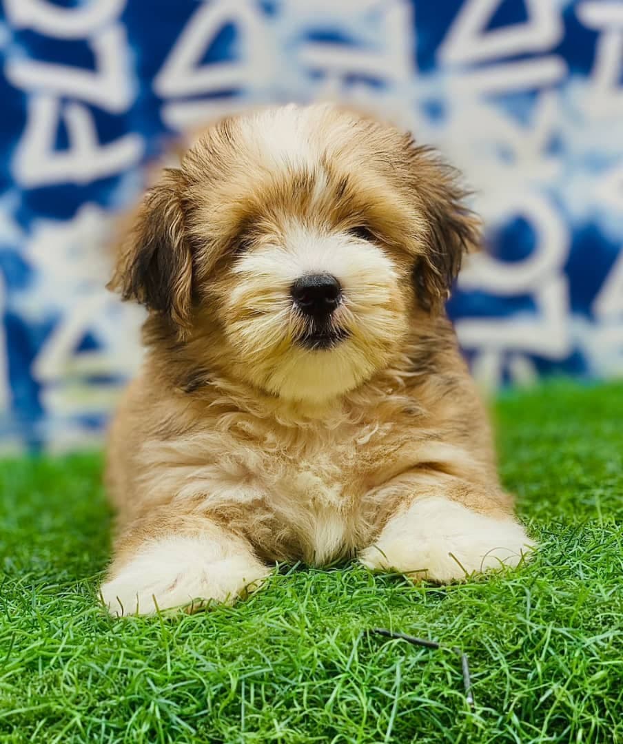 Lhasa apso